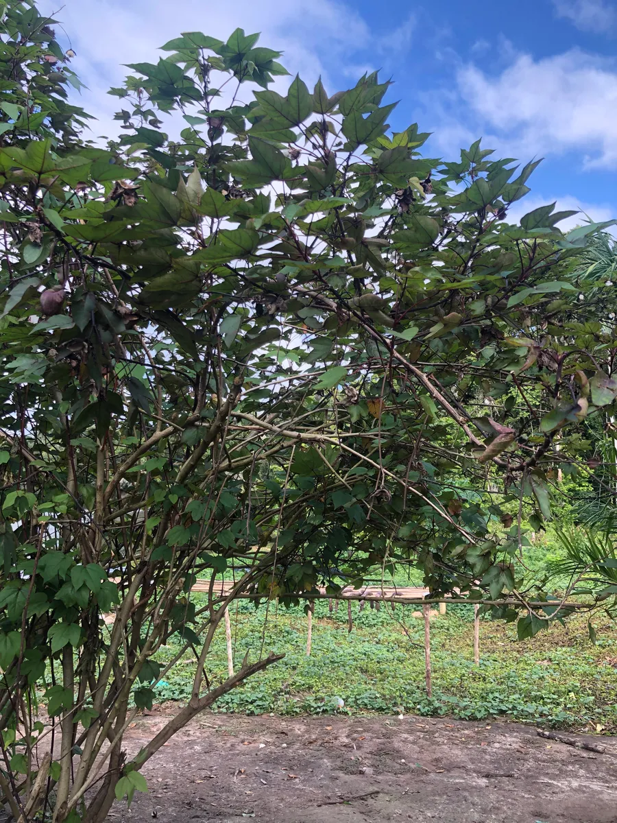 mawuru