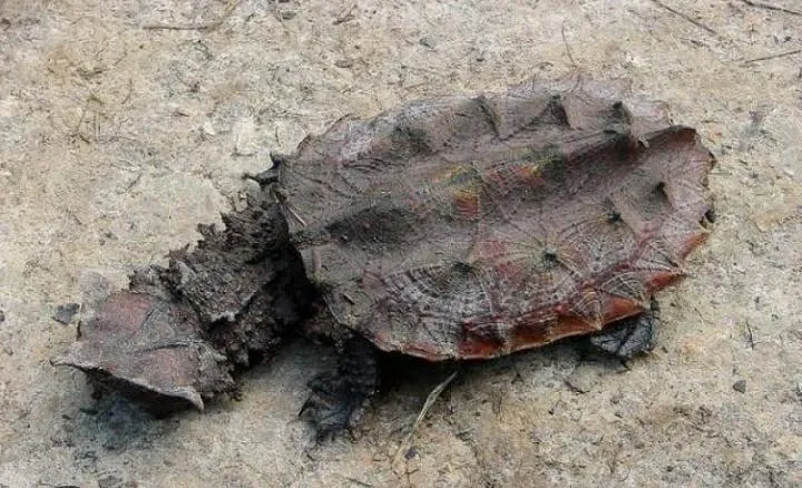 matamata
