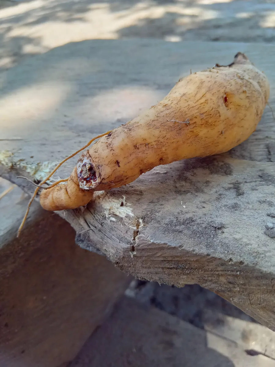 pari tëtxewetxewenemï