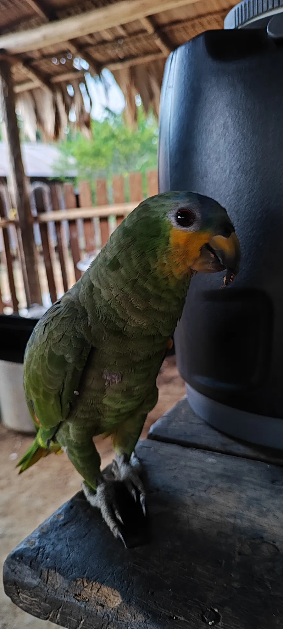 roro