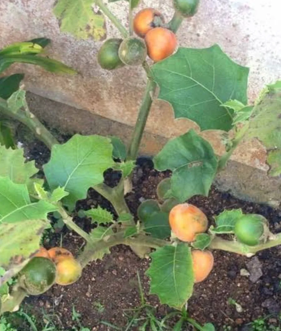 murmuru