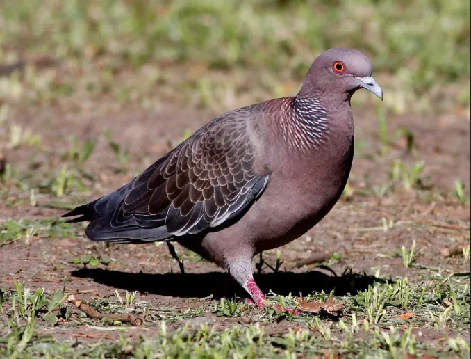 waramisï
