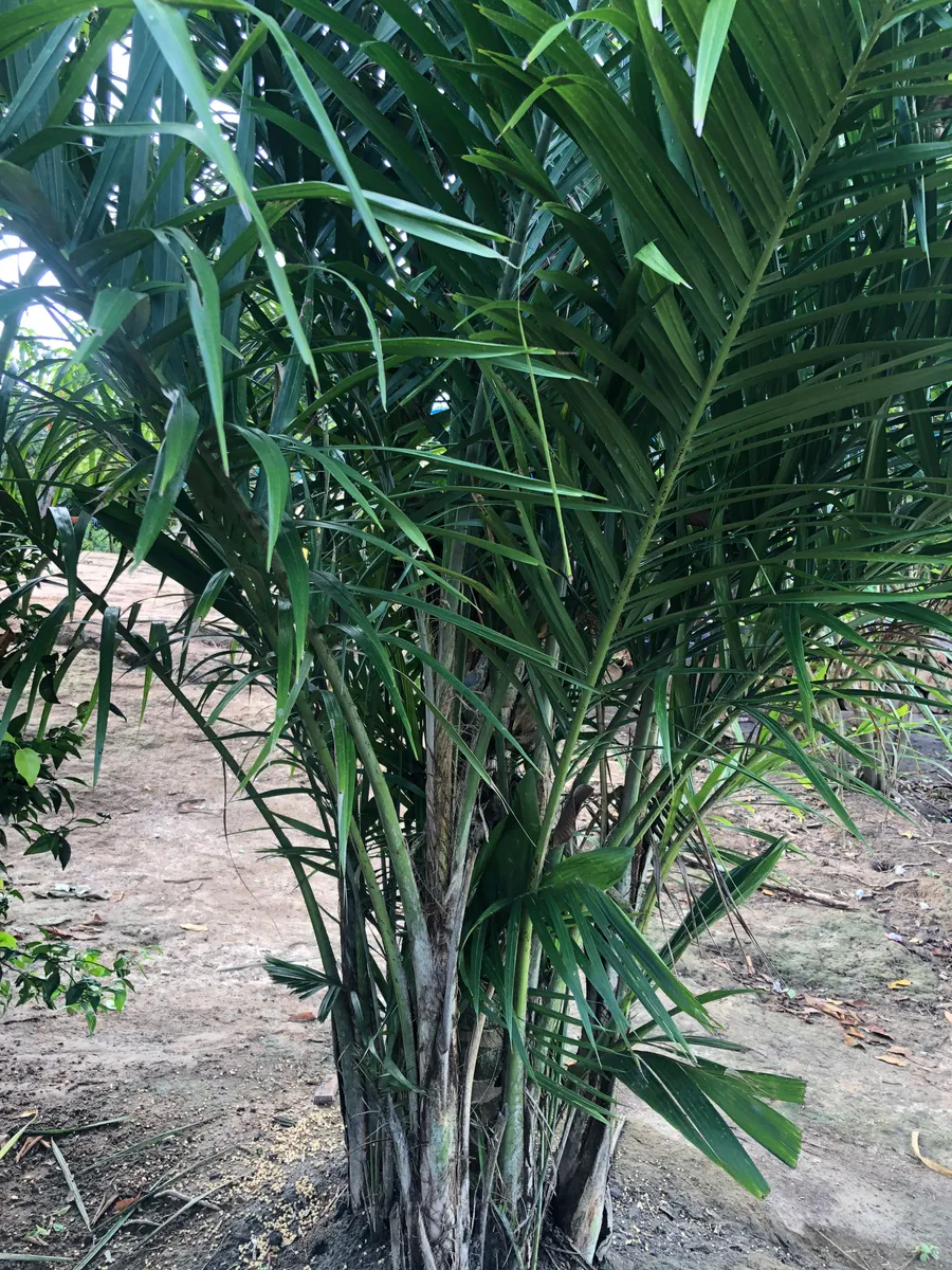 pihitu