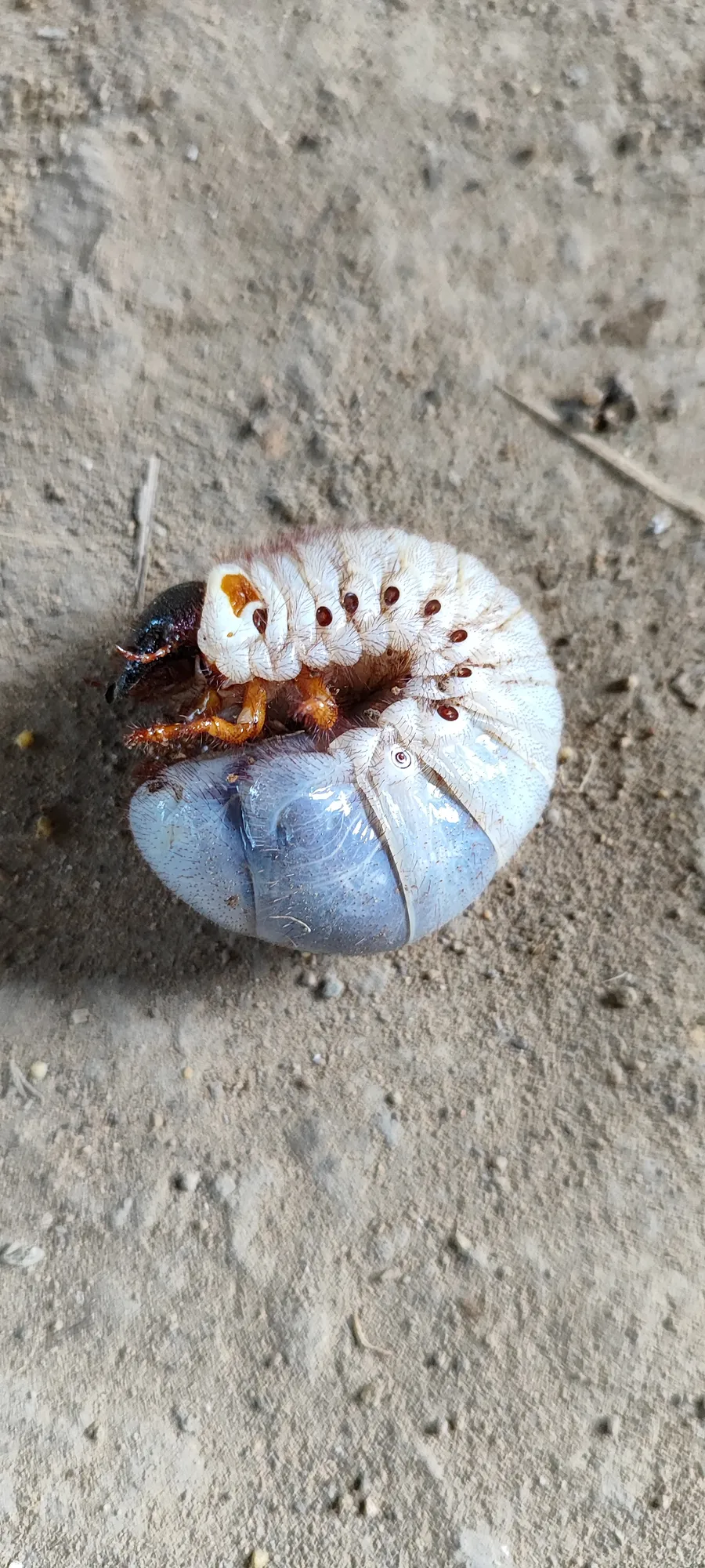 ahurwakï
