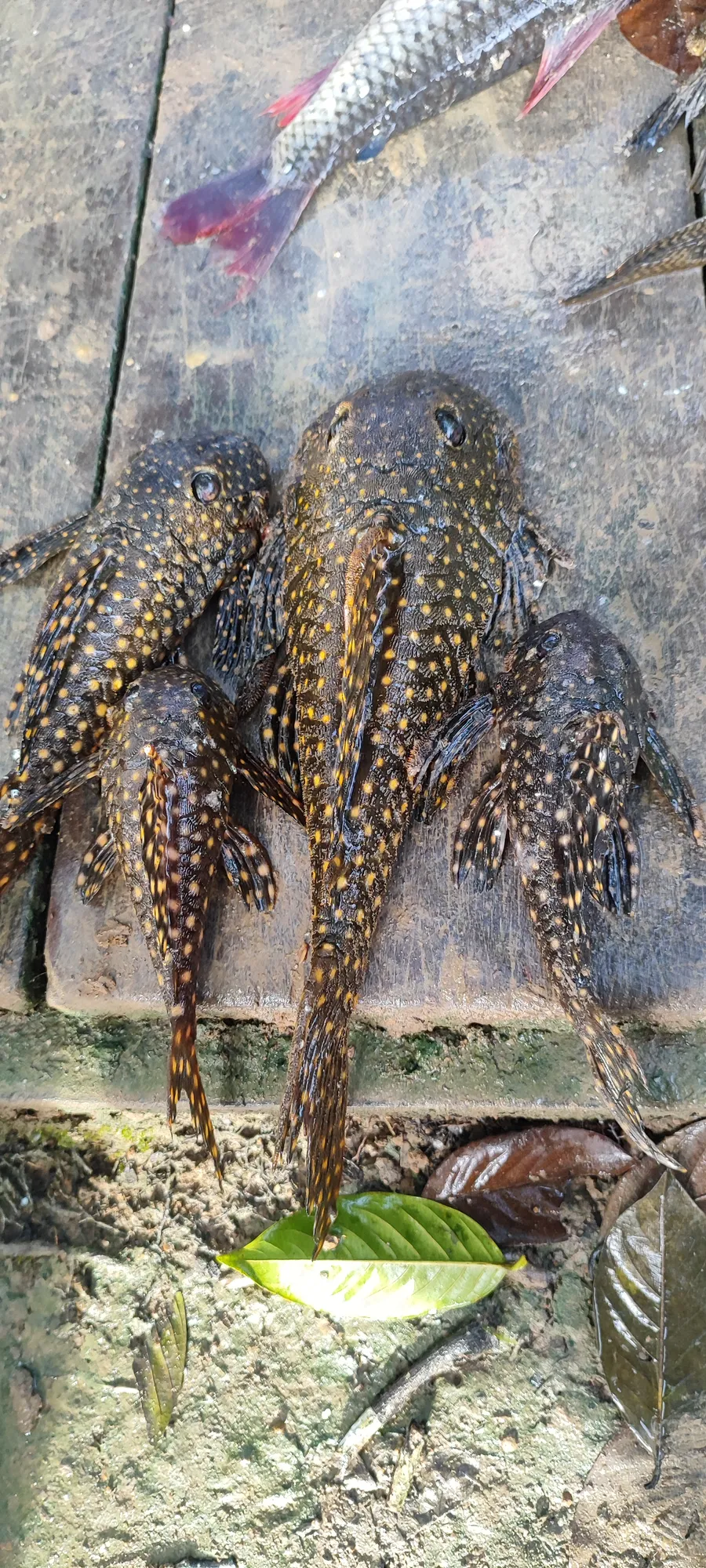 kawarawara