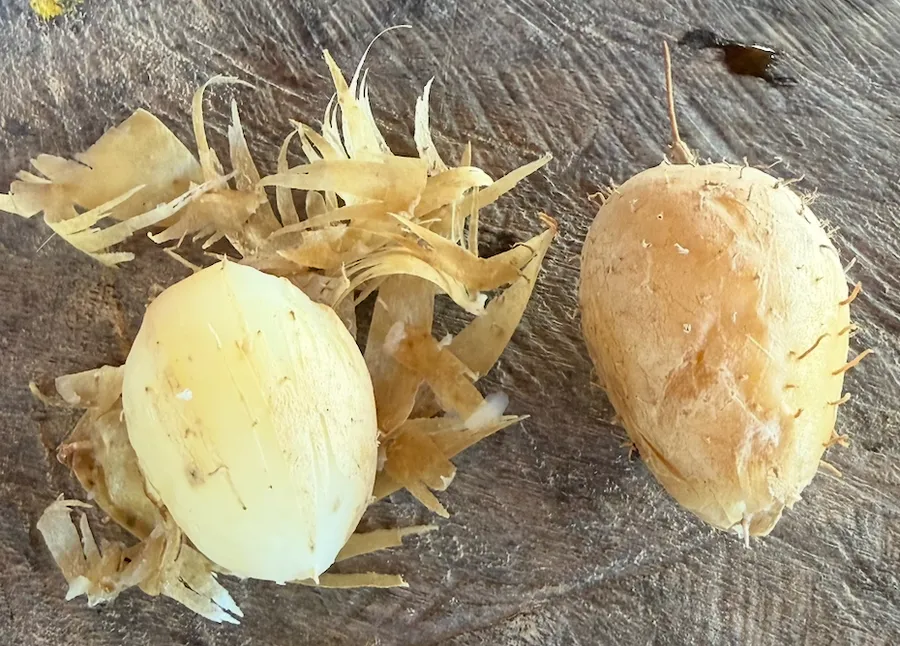 Pitxotxo