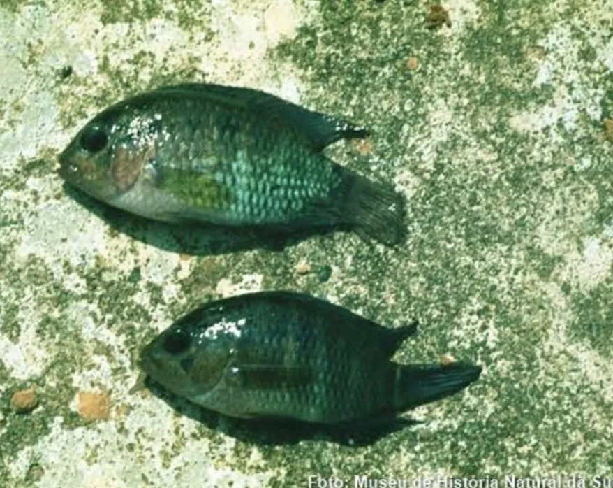 warahatxa