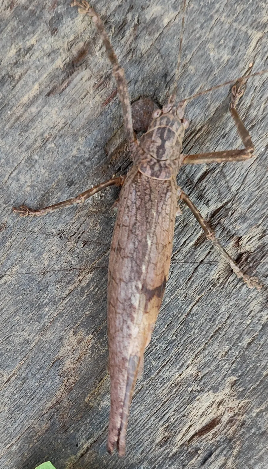 txintxiyu