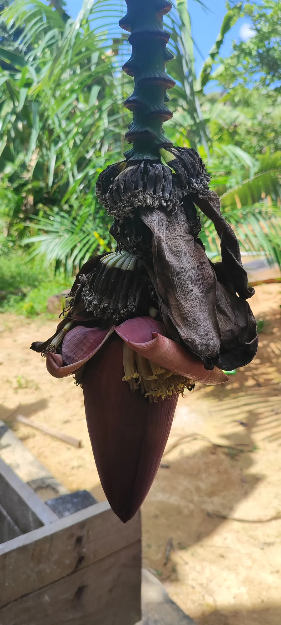 aharuu sïwïnï