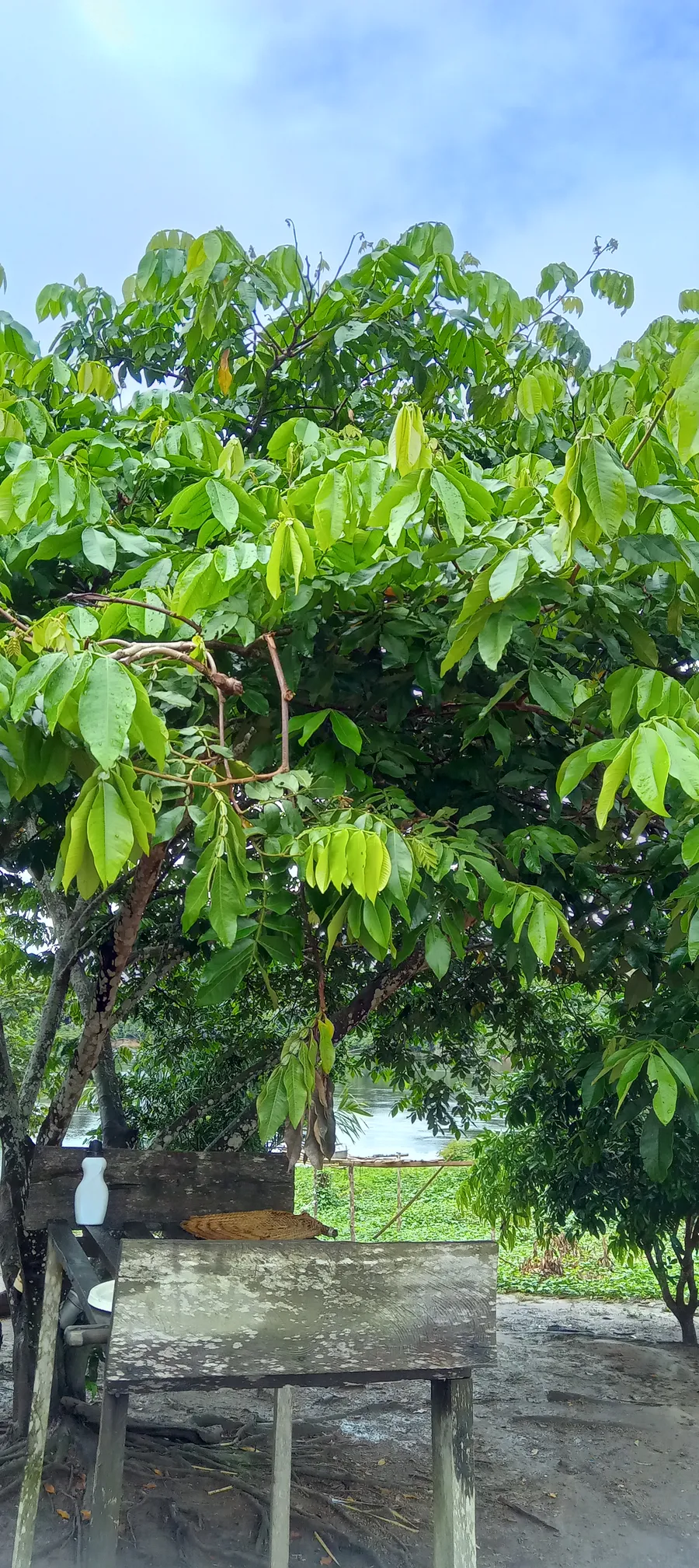 txawemanï