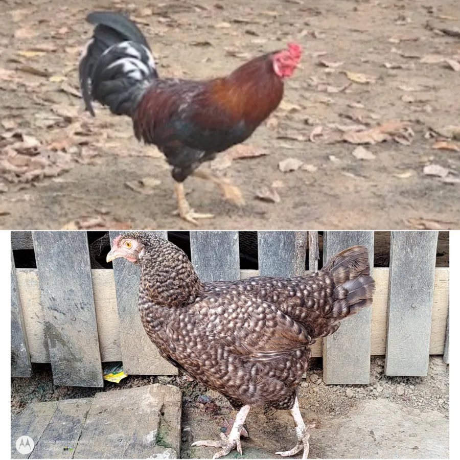 kahaitara