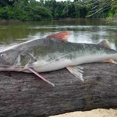 Kutmahorï