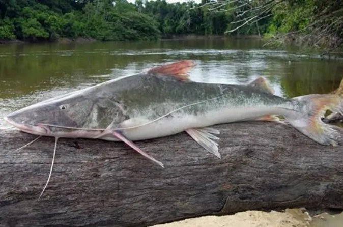 Kutmahorï