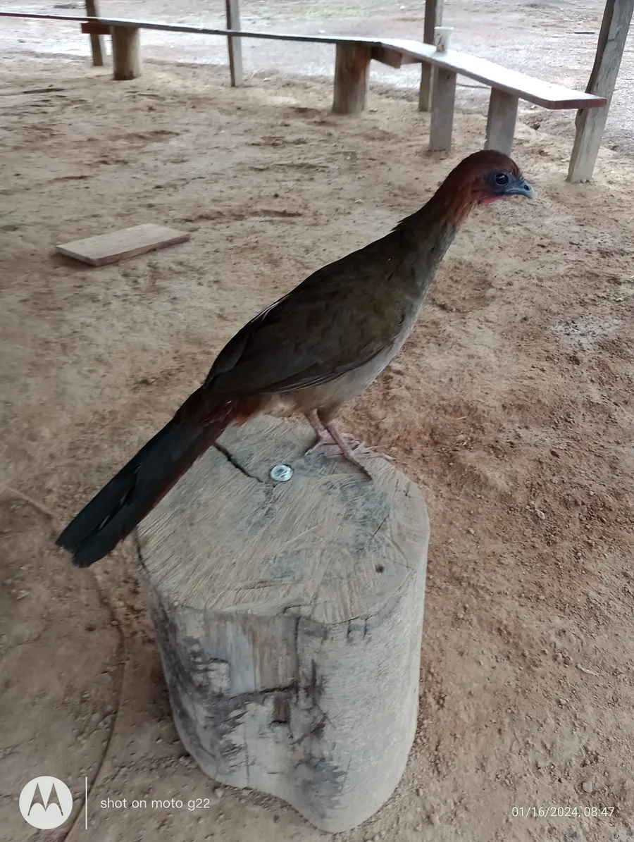 karaha