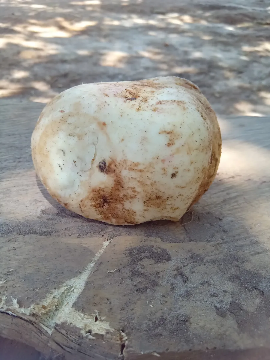 pari tumu'nemï