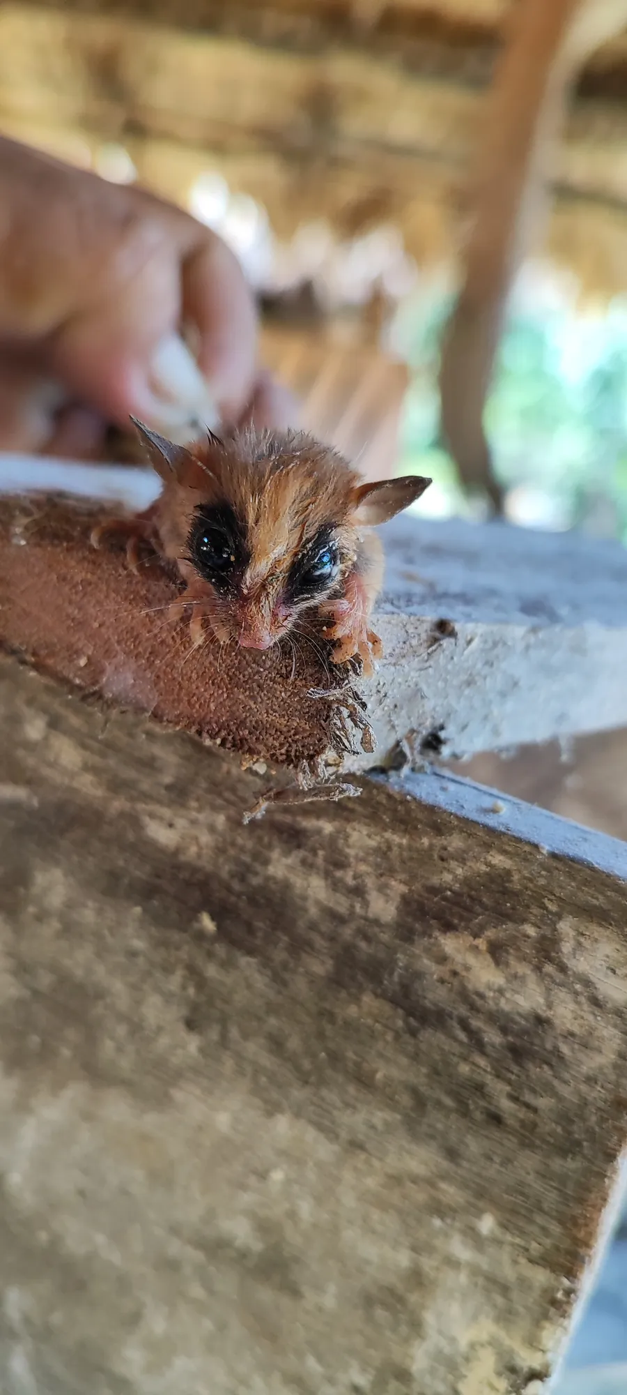 yawa txatxa