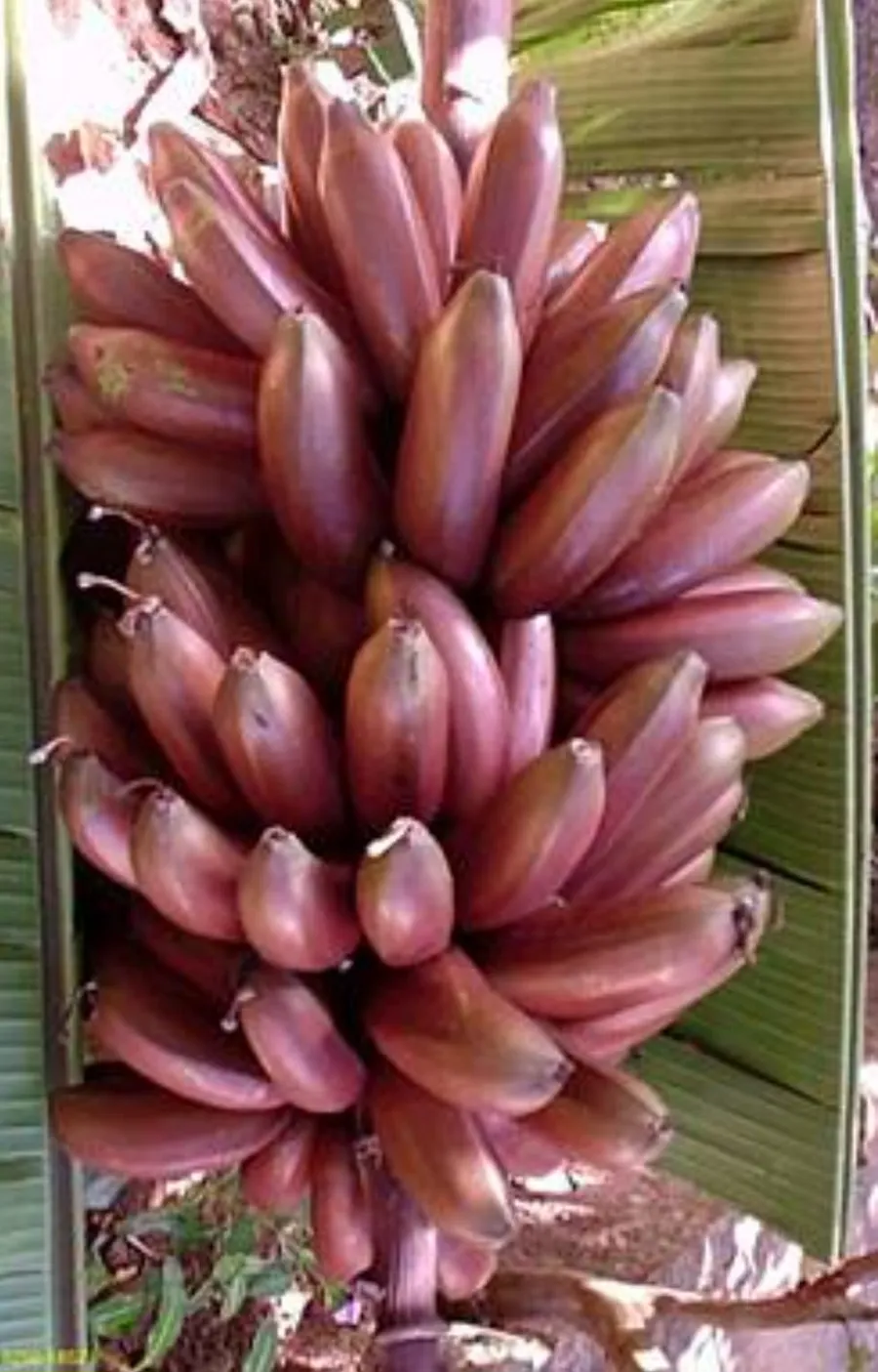 aharuru takpiiremï
