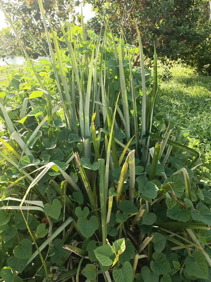 irawa