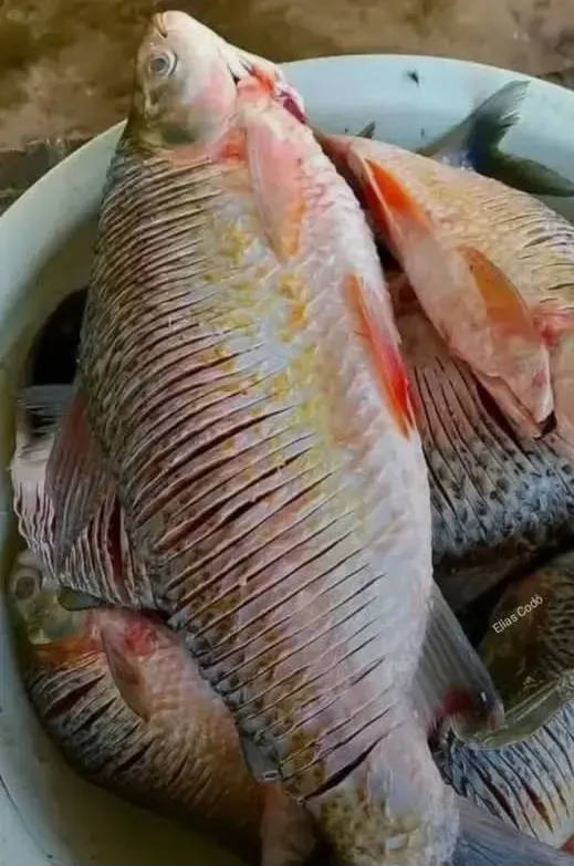 isïksïkmano