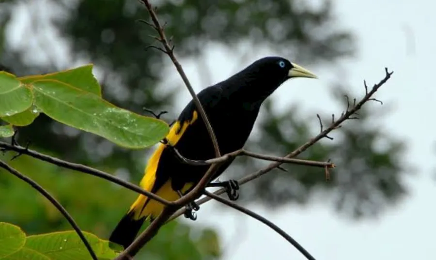 piyakawu