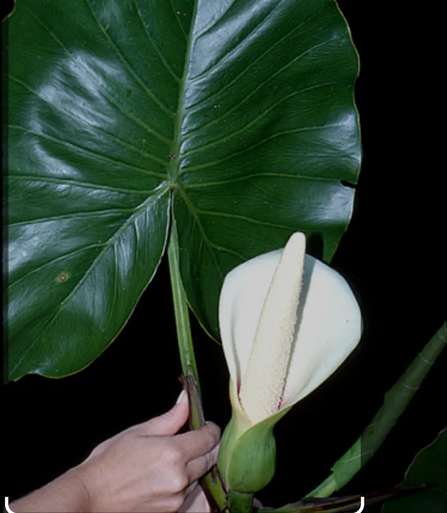 txiharemï