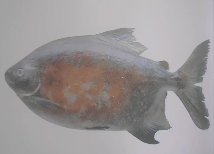kamnani kuyuwi