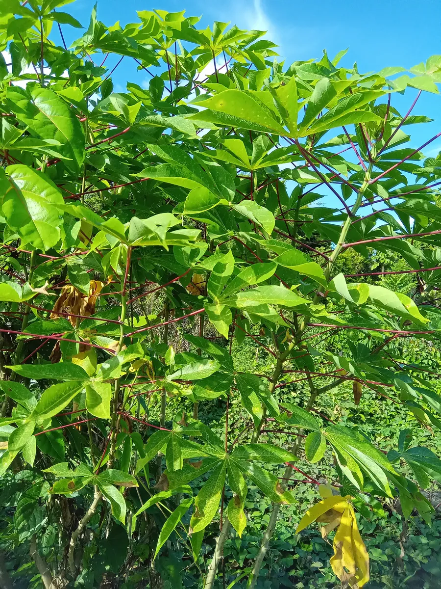 mïkatxira