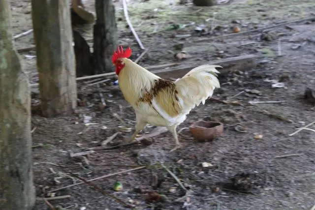 jakwan