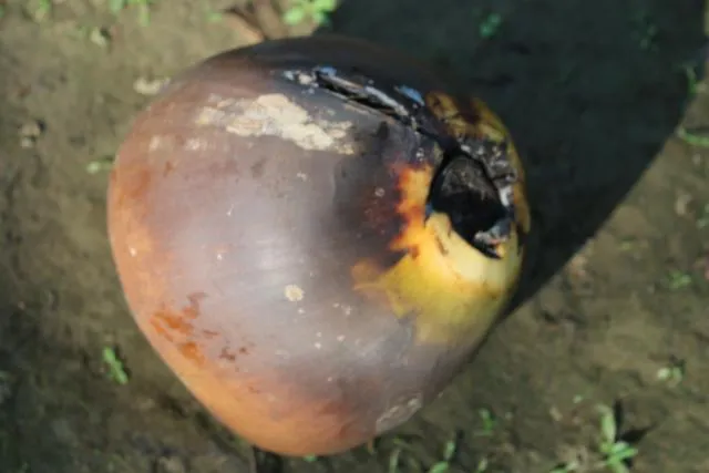 mamaŋ