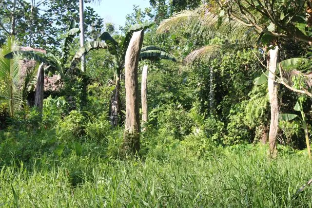 muŋgoŋgi