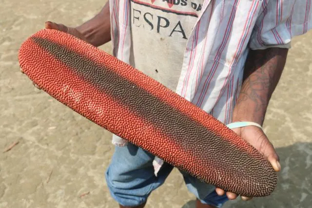 ʧɨpan nambiŋ