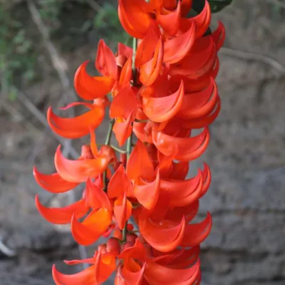 usapi