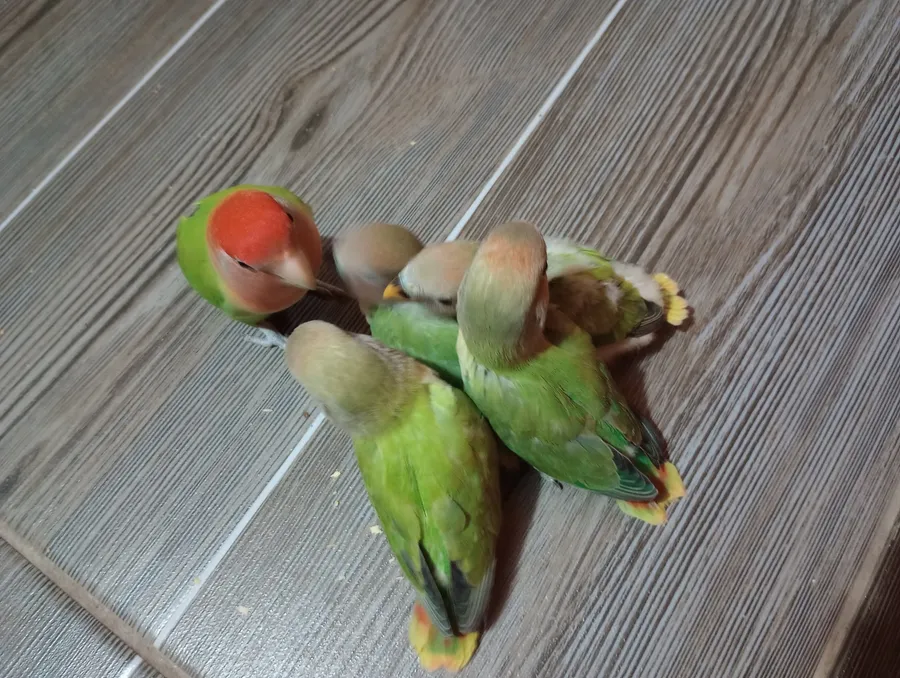binni