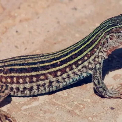 guattsi
