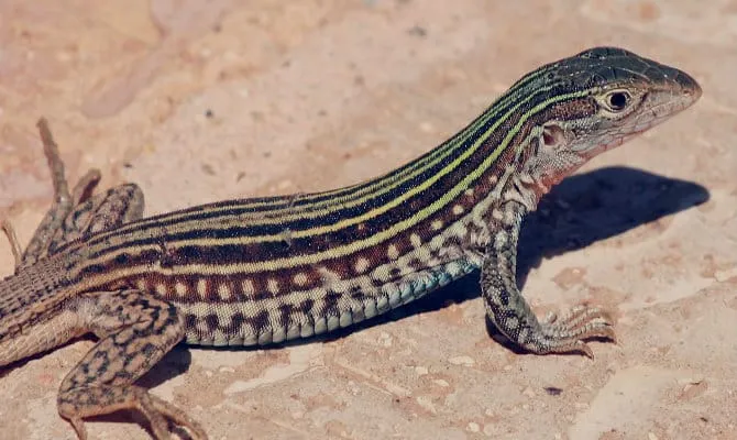 guattsi