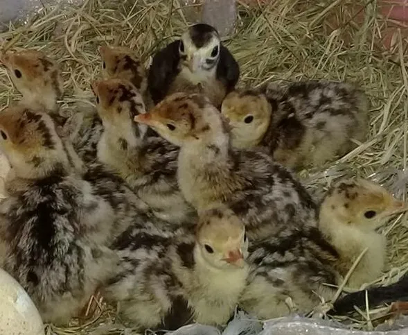 pipito